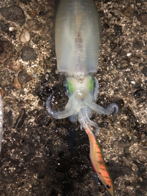 夜中にエギング