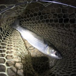 大阪奥湾ワインド スローリトリーブ