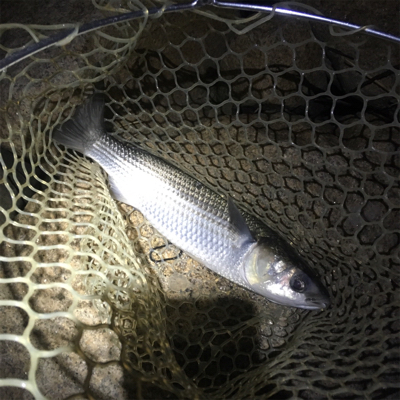 大阪奥湾ワインド スローリトリーブ