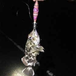 やっぱり渋いエギング