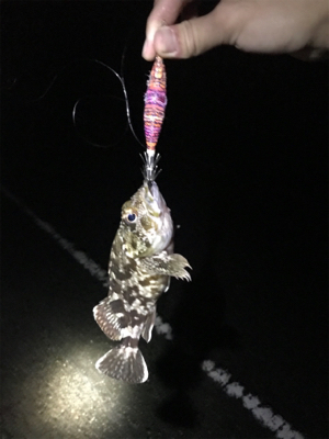 やっぱり渋いエギング