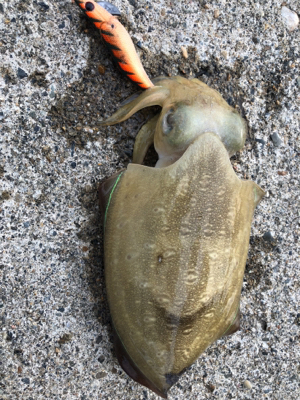 息子さんとたーのしー(●￣ω￣●)ﾉ