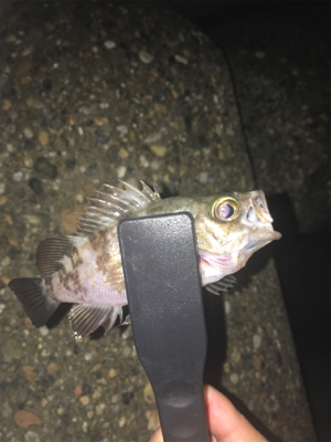 試しにウキ釣り