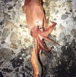 ナイトエギング♪