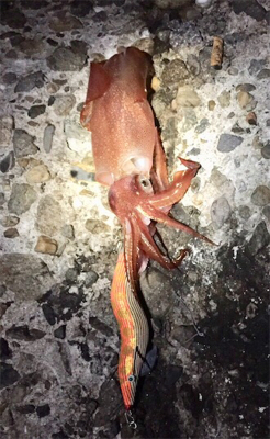 ナイトエギング♪