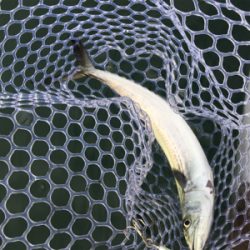 カヤックジギング・エギング