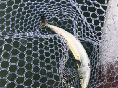 カヤックジギング・エギング