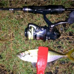 アジンガー1841〜2036