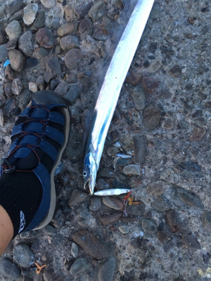 型は良くなってきたけど、あたりが渋いな〜