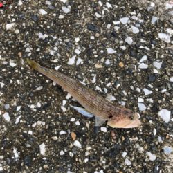 スローショアジギング