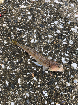 スローショアジギング