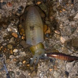 イカも人も少ない