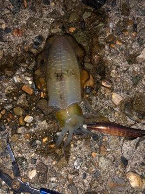 イカも人も少ない