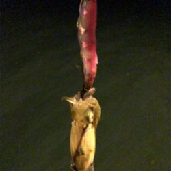 秋イカエギング