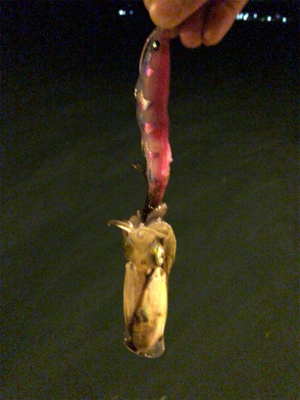 秋イカエギング