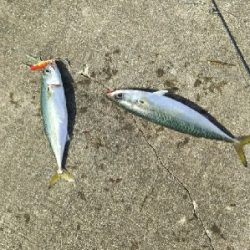 ジグでサバ2,3,4