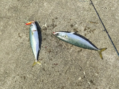 ジグでサバ2,3,4