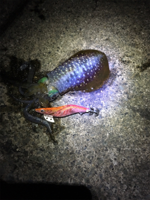 アジが釣れない