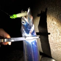 タチタチサゴニー