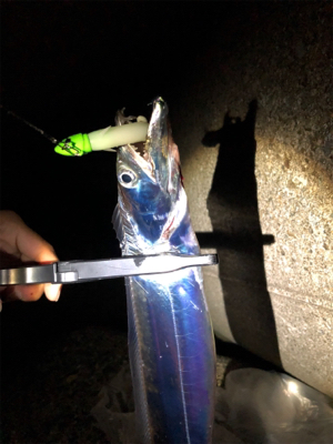 タチタチサゴニー