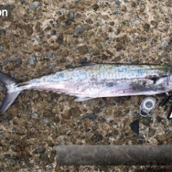 タチサゴパターン、ラストが…