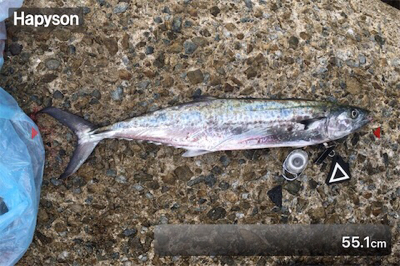 タチサゴパターン、ラストが…