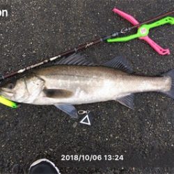 雨中のシーバス