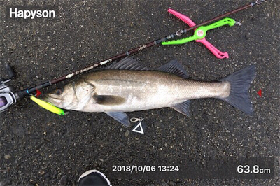 雨中のシーバス