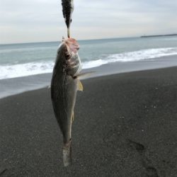 浜から投げ釣り