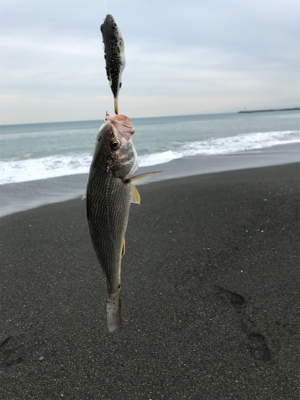 浜から投げ釣り