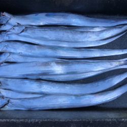 タチウオぼちぼち