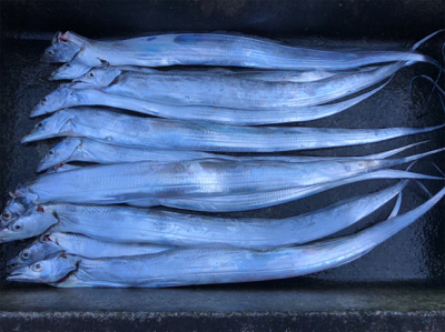 タチウオぼちぼち