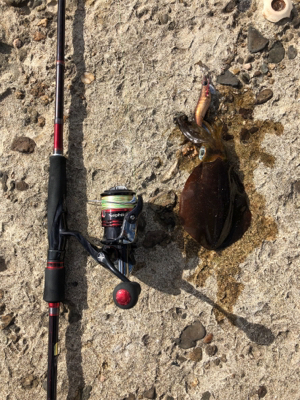 日本海爆風デイエギング
