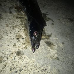 シーバスのはずが(T . T)