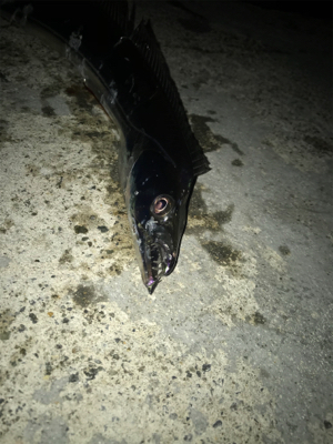 シーバスのはずが(T . T)