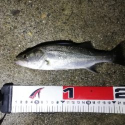 セイゴフィーバー