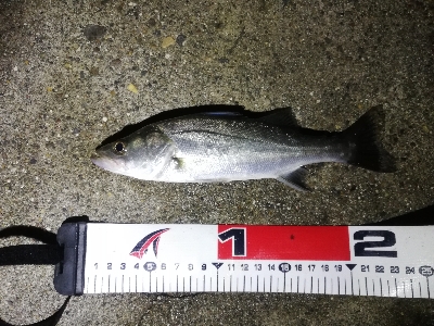 セイゴフィーバー