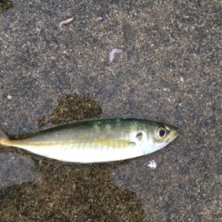 本日はサバ祭り