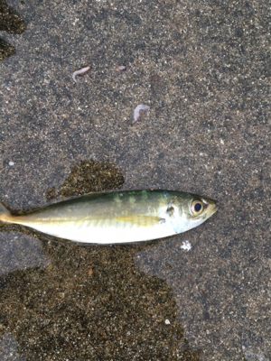 本日はサバ祭り