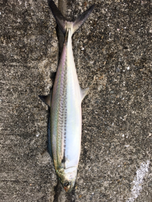 爆風の中、サゴシとサバ