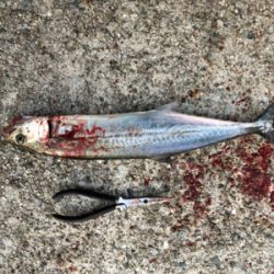 太刀魚とサゴシ