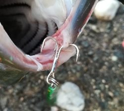 早朝ショアジギ