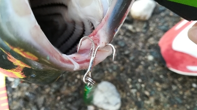 早朝ショアジギ