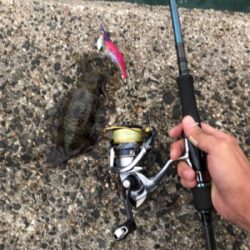 秋イカエギング