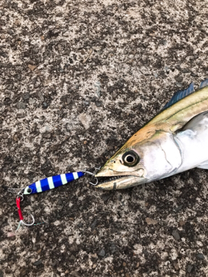 メタルジグでサゴシ！