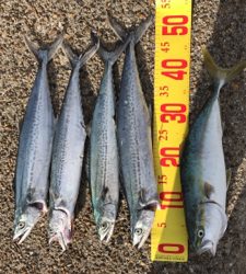 テトラの1番上から落ちた(☆^ｰﾟ)ｖワロスｗｗｗｗ