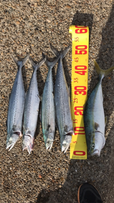 テトラの1番上から落ちた(☆^ｰﾟ)ｖワロ…