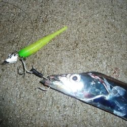 ヤッパリ太刀魚