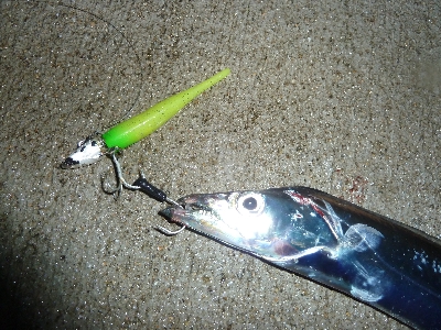 ヤッパリ太刀魚