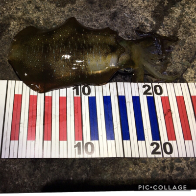 サビキでチヌ？